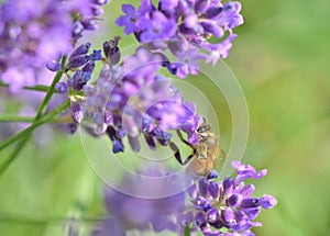 Honey bee on lavender flower on green background