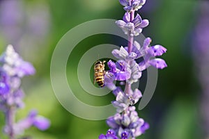 Honey bee on lavender flower. Honey bee is collecting pollen