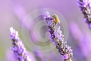 Honey bee on a lavender flower, Valensole, Provence