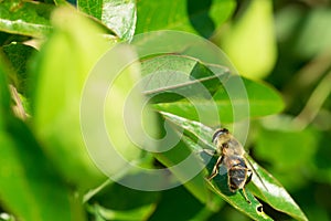 Honey bee on a leaf