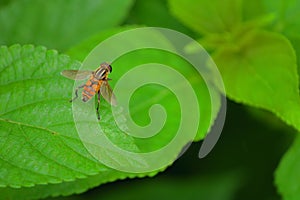 Honey bee on the leaf, insects, nature