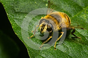 Honey Bee on a leaf