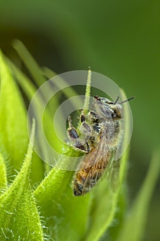 Honey bee on leaf.