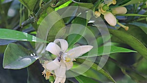 Honey bee on lemon flower