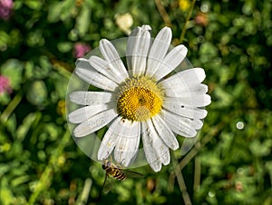 Honey bee on a Leucanthemum vulgare daisy flower collecting pollen