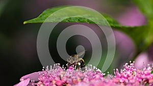 Honey bee licking flowers in a park in Zurich Switzerland