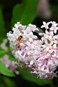 Honey Bee on a Lilac