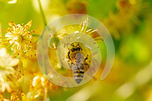 Honey bee in Linden Flowers, Apis Carnica photo