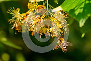 Honey bee in Linden Flowers, Apis Carnica photo