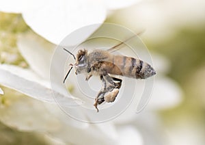 A honey bee loaded with pollen