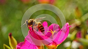 A honey bee looking for a nectar and pollen on purslane flowers