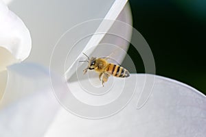 Honey bee on lotus flower