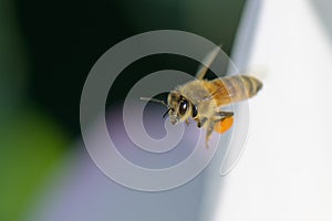 Honey bee on lotus flower