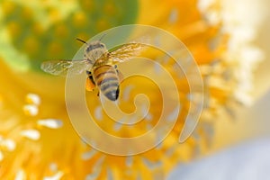 Honey bee on lotus flower