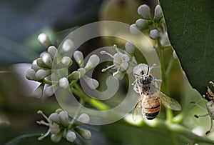 Honey Bee Macro