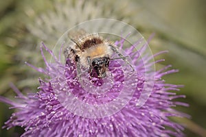Honey bee macro