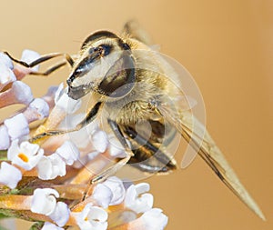 Honey bee macro