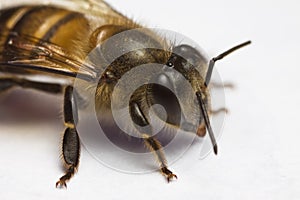 Honey Bee Macro close up