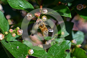 Honey Bee, Macro closeup view, collecting nectar and pollen on a Cotoneaster flower blossom which is a genus of flowering plants i