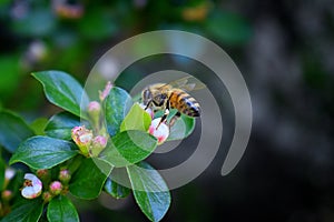 Honey Bee, Macro closeup view, collecting nectar and pollen on a Cotoneaster flower blossom which is a genus of flowering plants i