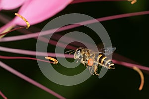 Honey Bee Macro flying