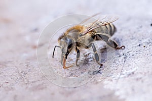 Honey bee macro in high magnification,