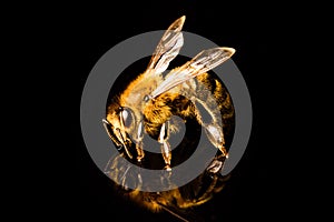 Honey bee macro, isolated on black background. Bee concept