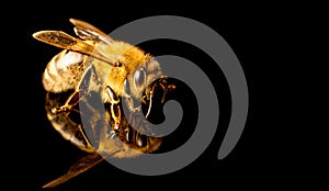 Honey bee macro, isolated on black background. Bee concept. Copy space on right