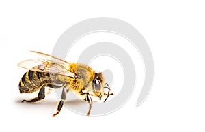 Honey bee macro, isolated on white background. Bee concept. Copy space on right