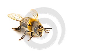 Honey bee macro, isolated on white background. Bee concept. Copy space on right