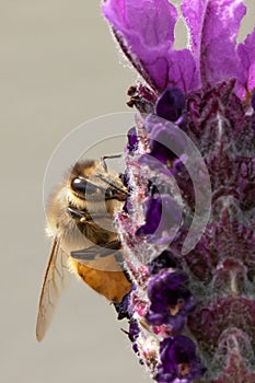 Honey bee macro on lavender with neutral background portrait