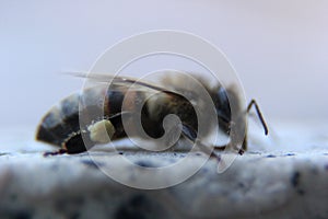 Honey bee macro shot