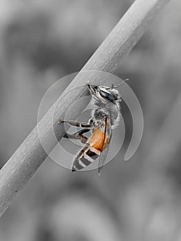 Honey Bee macro shot in field