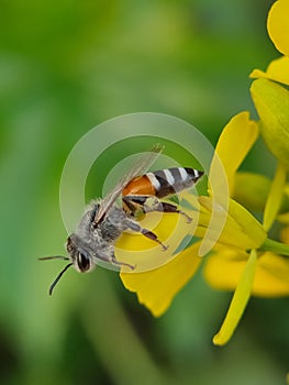 Honey Bee macro shot on mustard flower