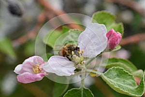 Honey Bee Macro in Springtime, white apple blossom flowers close up, bee collects pollen and nectar. Apple tree buds, spring backg