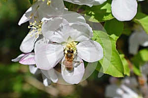 Honey Bee Macro in Springtime, white apple blossom flowers close up, bee collects pollen and nectar. Apple tree buds, spring backg