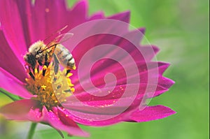 Honey bee and beautiful Magenta Cosmos flower, spring summer season, Wild nature photo