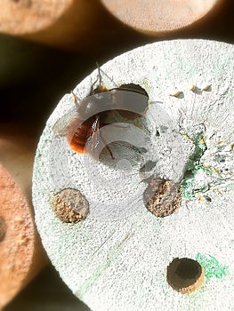 Honey bee making a nest in insect house