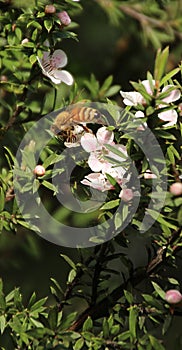 Honey Bee on Manuka flower