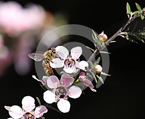 Honey Bee on Manuka Flower