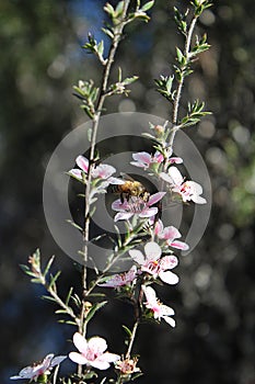 Honey Bee on Manuka Flower