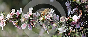 Honey Bee on Manuka Flower