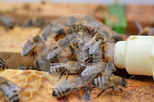 Honey bee midwifes helping their queen while hatching from artificial queen cell