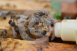 Honey bee midwifes helping their queen while hatching from artificial queen cell