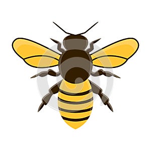 Honey bee modern flat vector. isolated illustration