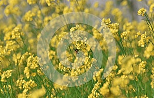 Honey Bee On A Mustard Flower in a field With Green And Yellow Background