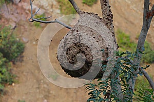 Honey Bee Nest Hanging on tree.