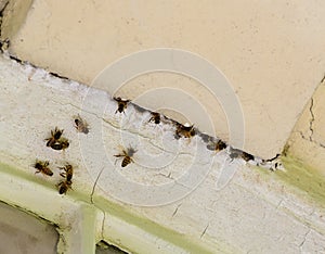 Honey bee nest in old masonry