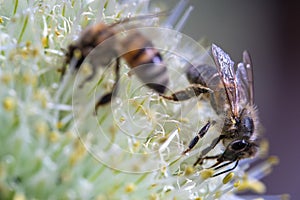 Honey Bee on onion flower closeup macro