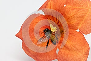 Honey bee on the orange blossom flower with white background